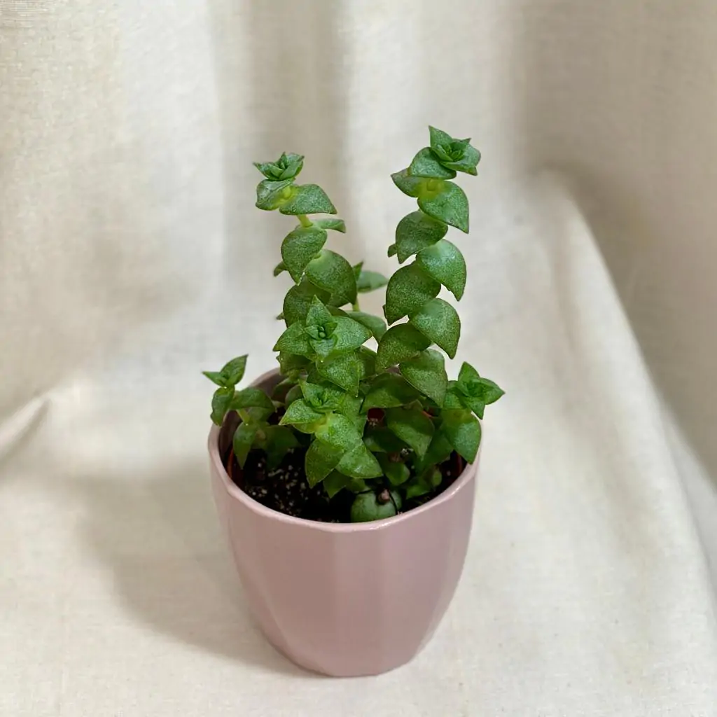 Tučnolist / Crassula perforata
