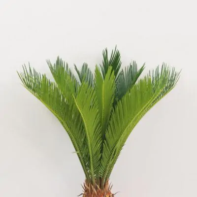 Cykas japonsky Cycas revoluta velky palma