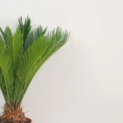 Cykas japonsky Cycas revoluta velky palma