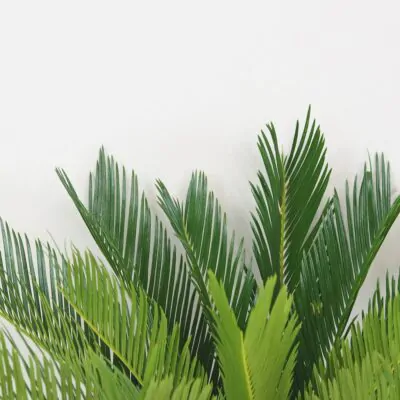 Cykas japonsky Cycas revoluta velky palma