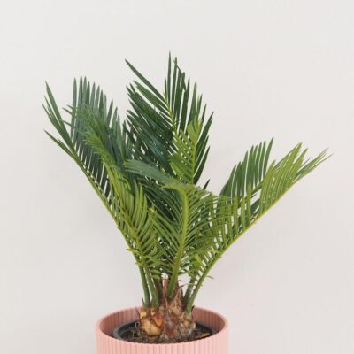 Cykas japonský / Cycas revoluta Cykas japonsky Cycas revoluta stredny palma