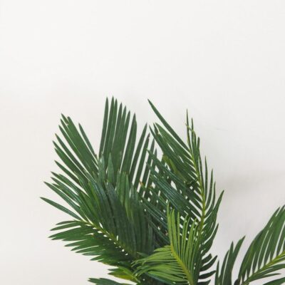 Cykas japonský / Cycas revoluta Cykas japonsky Cycas revoluta stredny palma