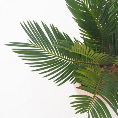 Cykas japonský / Cycas revoluta Cykas japonsky Cycas revoluta stredny palma