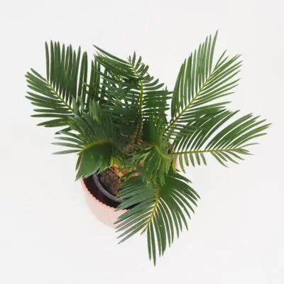 Cykas japonský / Cycas revoluta Cykas japonsky Cycas revoluta stredny palma