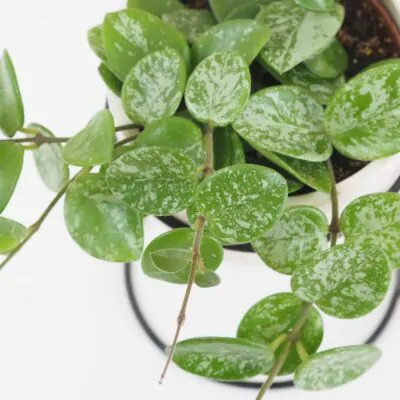 Hoya ‘Mathilde Splash’ stredná hoya mathilde splash tahava izbova rastlina