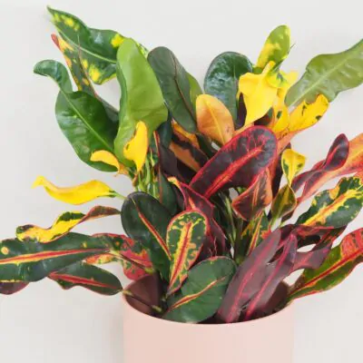 Krotónovec / Codiaeum variegatum ‘Mammi’ veľký Krotónovec / Codiaeum variegatum mammi farebna izbova rastlina kroton