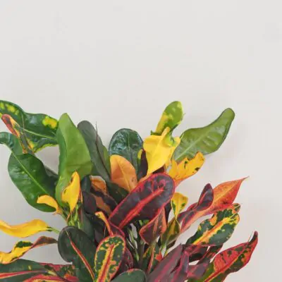 Krotónovec / Codiaeum variegatum ‘Mammi’ veľký Krotónovec / Codiaeum variegatum mammi farebna izbova rastlina kroton