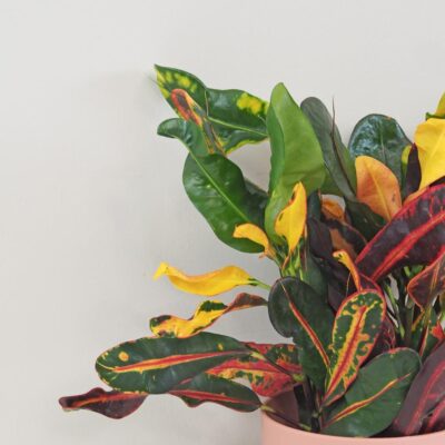 Krotónovec / Codiaeum variegatum ‘Mammi’ veľký Krotónovec / Codiaeum variegatum mammi farebna izbova rastlina kroton