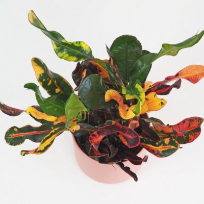 Krotónovec / Codiaeum variegatum ‘Mammi’ veľký Krotónovec / Codiaeum variegatum mammi farebna izbova rastlina kroton