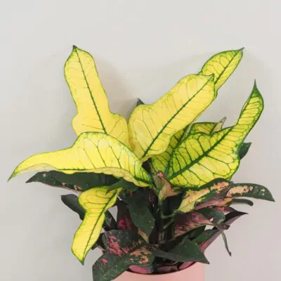 Krotónovec / Codiaeum variegatum ‘Mrs. Iceton’ Krotónovec / Codiaeum variegatum ‘Mrs. Iceton’ farebna izbova rastlina kroton