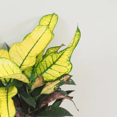 Krotónovec / Codiaeum variegatum ‘Mrs. Iceton’ Krotónovec / Codiaeum variegatum ‘Mrs. Iceton’ farebna izbova rastlina kroton