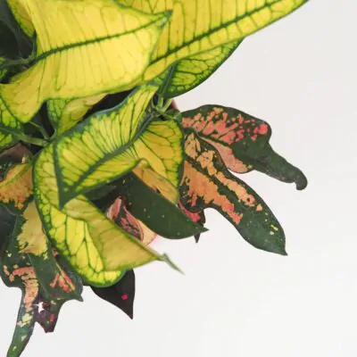 Krotónovec / Codiaeum variegatum ‘Mrs. Iceton’ Krotónovec / Codiaeum variegatum ‘Mrs. Iceton’ farebna izbova rastlina kroton