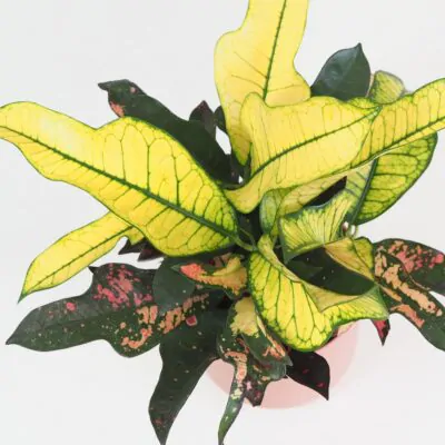 Krotónovec / Codiaeum variegatum ‘Mrs. Iceton’ Krotónovec / Codiaeum variegatum ‘Mrs. Iceton’ farebna izbova rastlina kroton