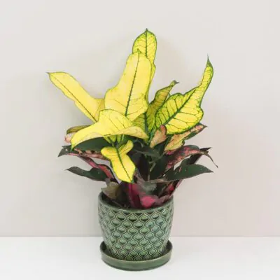 Krotónovec / Codiaeum variegatum ‘Mrs. Iceton’ Krotónovec / Codiaeum variegatum ‘Mrs. Iceton’ farebna izbova rastlina kroton