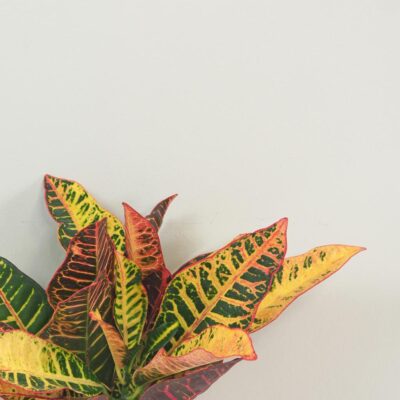 Krotónovec / Codiaeum variegatum ‘Petra’ Krotónovec / Codiaeum variegatum ‘Petra’ farebna izbova rastlina kroton