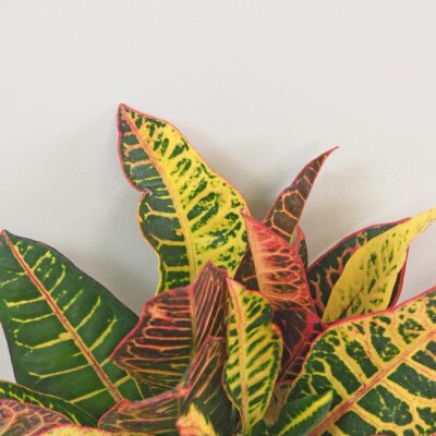 Krotónovec / Codiaeum variegatum ‘Petra’ Krotónovec / Codiaeum variegatum ‘Petra’ farebna izbova rastlina kroton