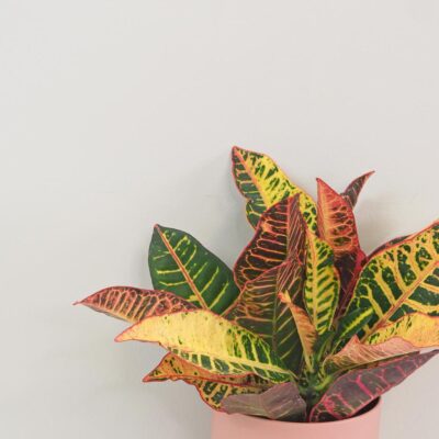 Krotónovec / Codiaeum variegatum ‘Petra’ Krotónovec / Codiaeum variegatum ‘Petra’ farebna izbova rastlina kroton