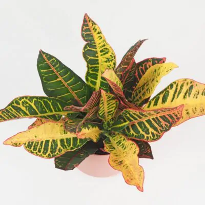 Krotónovec / Codiaeum variegatum ‘Petra’ Krotónovec / Codiaeum variegatum ‘Petra’ farebna izbova rastlina kroton