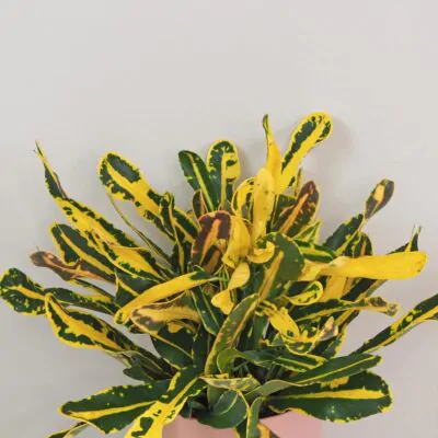 Krotónovec / Codiaeum variegatum ‘Yellow Banana’ Krotónovec / Codiaeum variegatum yellow banana farebna izbova rastlina kroton