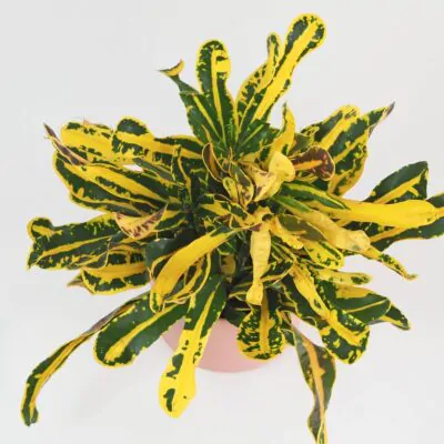 Krotónovec / Codiaeum variegatum ‘Yellow Banana’ Krotónovec / Codiaeum variegatum yellow banana farebna izbova rastlina kroton