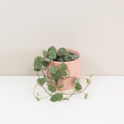 Lampasik Ceropegia woodi tahavy sukulent