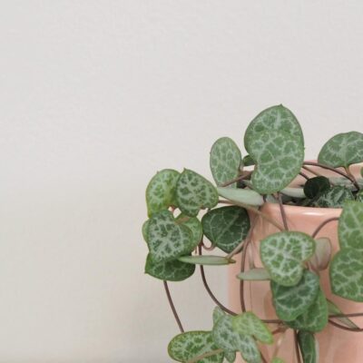 Lampášik / Ceropegia woodii malá Lampasik Ceropegia woodi tahavy sukulent