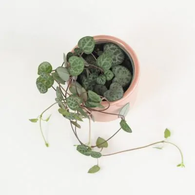 Lampášik / Ceropegia woodii malá Lampasik Ceropegia woodi tahavy sukulent