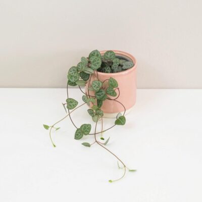 Lampášik / Ceropegia woodii malá Lampasik Ceropegia woodi tahavy sukulent