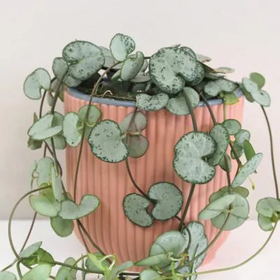 Lampášik / Ceropegia woodii ‘Silver Glory’ Lampasik Ceropegia woodi silver glory tahavy sukulent