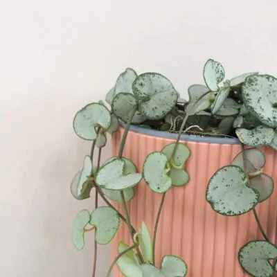 Lampášik / Ceropegia woodii ‘Silver Glory’ Lampasik Ceropegia woodi silver glory tahavy sukulent