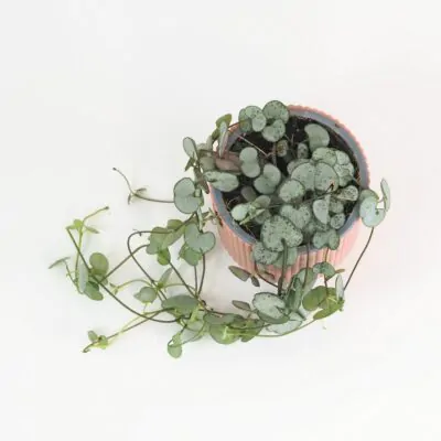Lampášik / Ceropegia woodii ‘Silver Glory’ Lampasik Ceropegia woodi silver glory tahavy sukulent