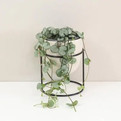 Lampasik Ceropegia woodi silver glory tahavy sukulent