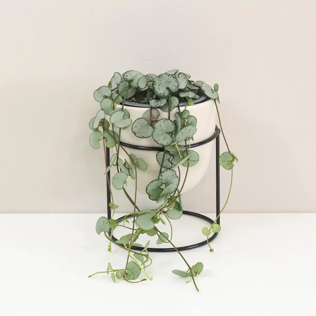 Lampášik / Ceropegia woodii ‘Silver Glory’
