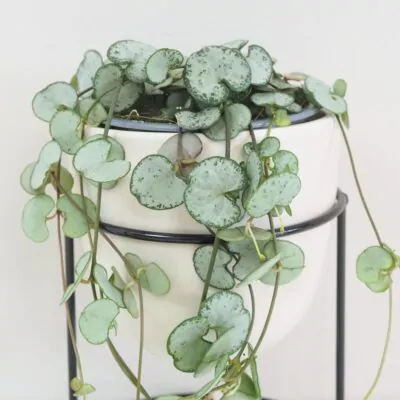 Lampasik Ceropegia woodi silver glory tahavy sukulent