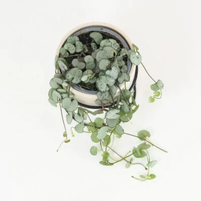 Lampasik Ceropegia woodi silver glory tahavy sukulent