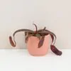 masozrava rastlina Nepenthes Rebecca Soper