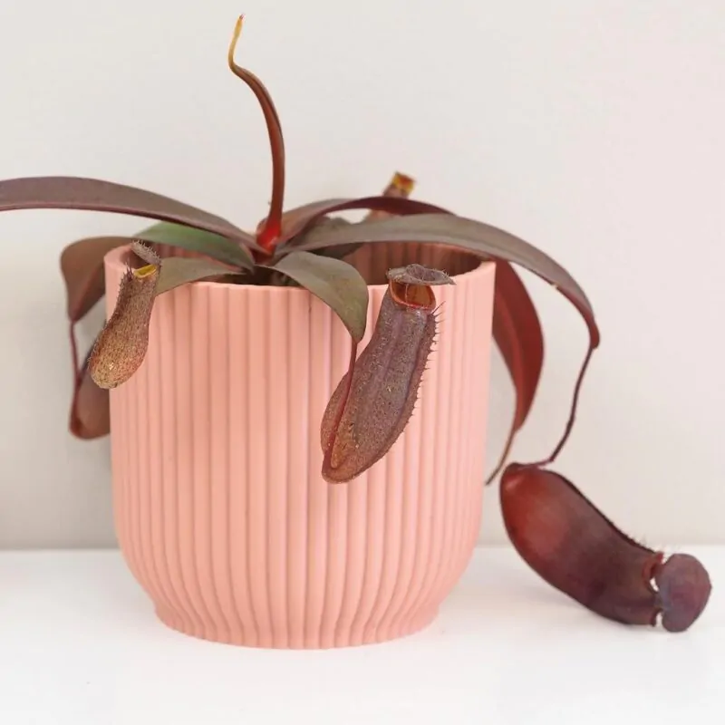 masozrava rastlina Nepenthes Rebecca Soper