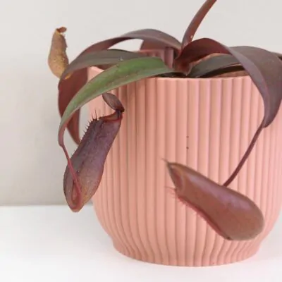 masozrava rastlina Nepenthes Rebecca Soper