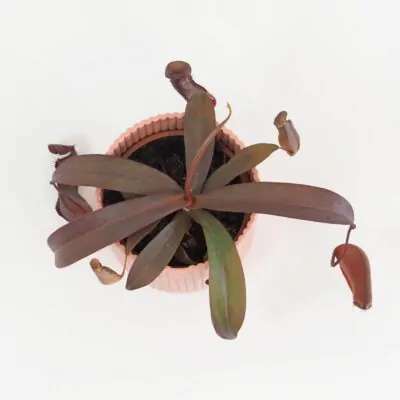 masozrava rastlina Nepenthes Rebecca Soper