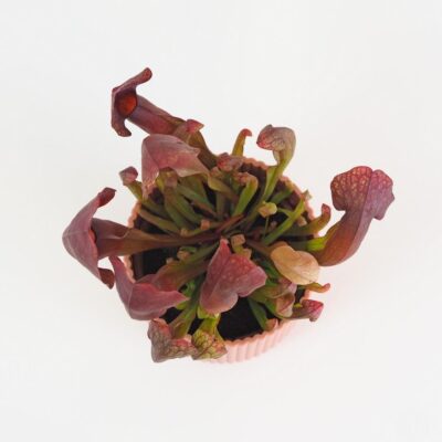 Mäsožravá rastlina Sarracenia maroon Mäsožravá rastlina Sarracenia maroon