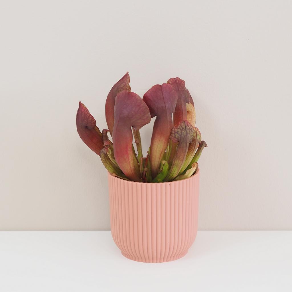 Mäsožravá rastlina Sarracenia maroon