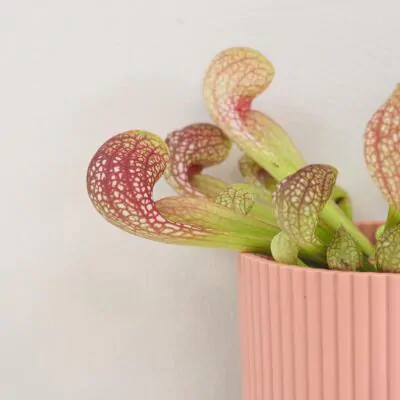 Mäsožravá rastlina Sarracenia scarlet belle Mäsožravá rastlina Sarracenia scarlet belle
