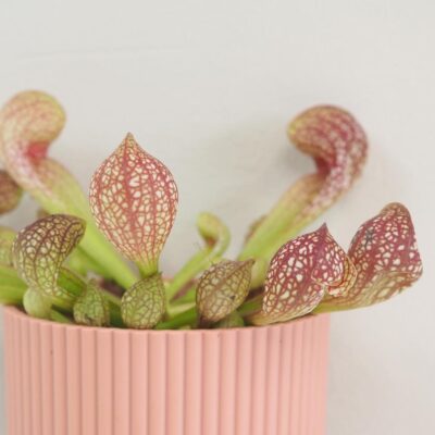 Mäsožravá rastlina Sarracenia scarlet belle Mäsožravá rastlina Sarracenia scarlet belle