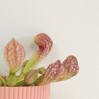 Mäsožravá rastlina Sarracenia scarlet belle Mäsožravá rastlina Sarracenia scarlet belle