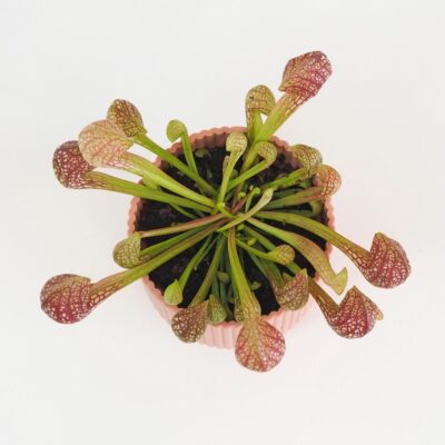Mäsožravá rastlina Sarracenia scarlet belle Mäsožravá rastlina Sarracenia scarlet belle
