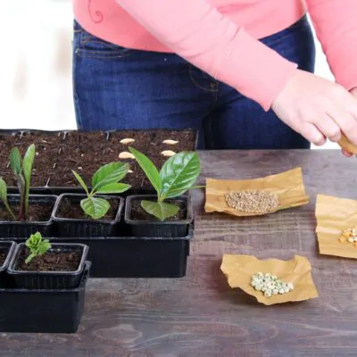 Izbové rastliny, riasogule a príslušenstvo mnozenie rastlin semenami ako mnozit izbove rastliny