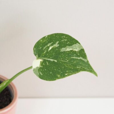 monstera deliciosa thai constellation mala vzacna izbova rastlina