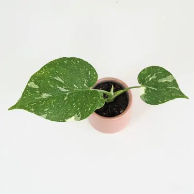 Monstera deliciosa ‘Thai constellation’ baby monstera deliciosa thai constellation mala vzacna izbova rastlina