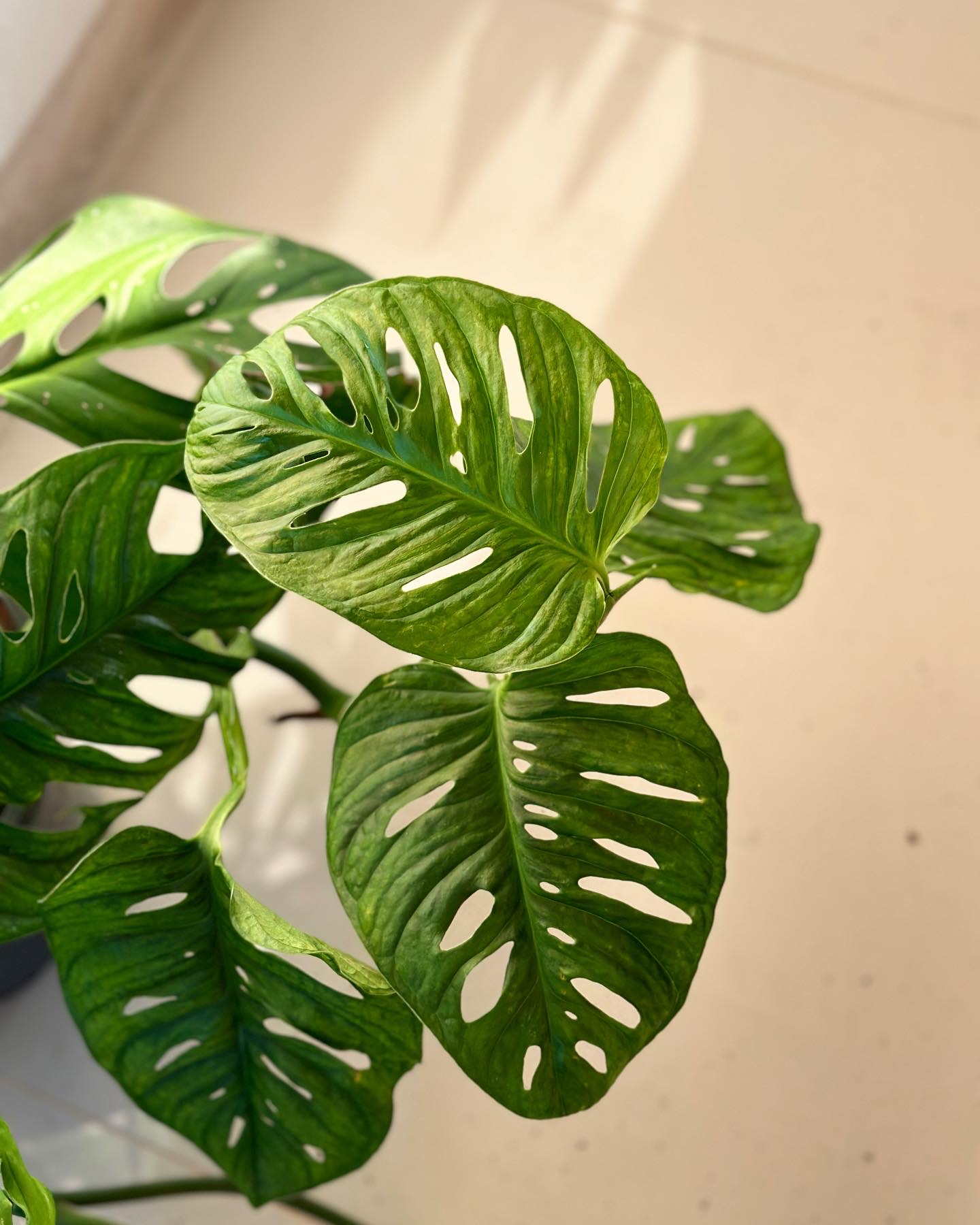 monstera esqueleto plantizia Plantizia.sk
