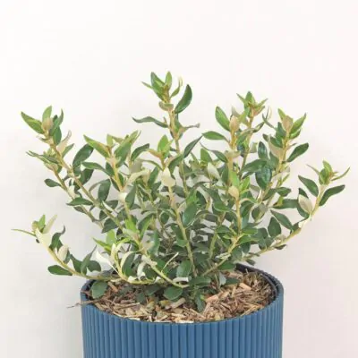 Olearia haastii krik